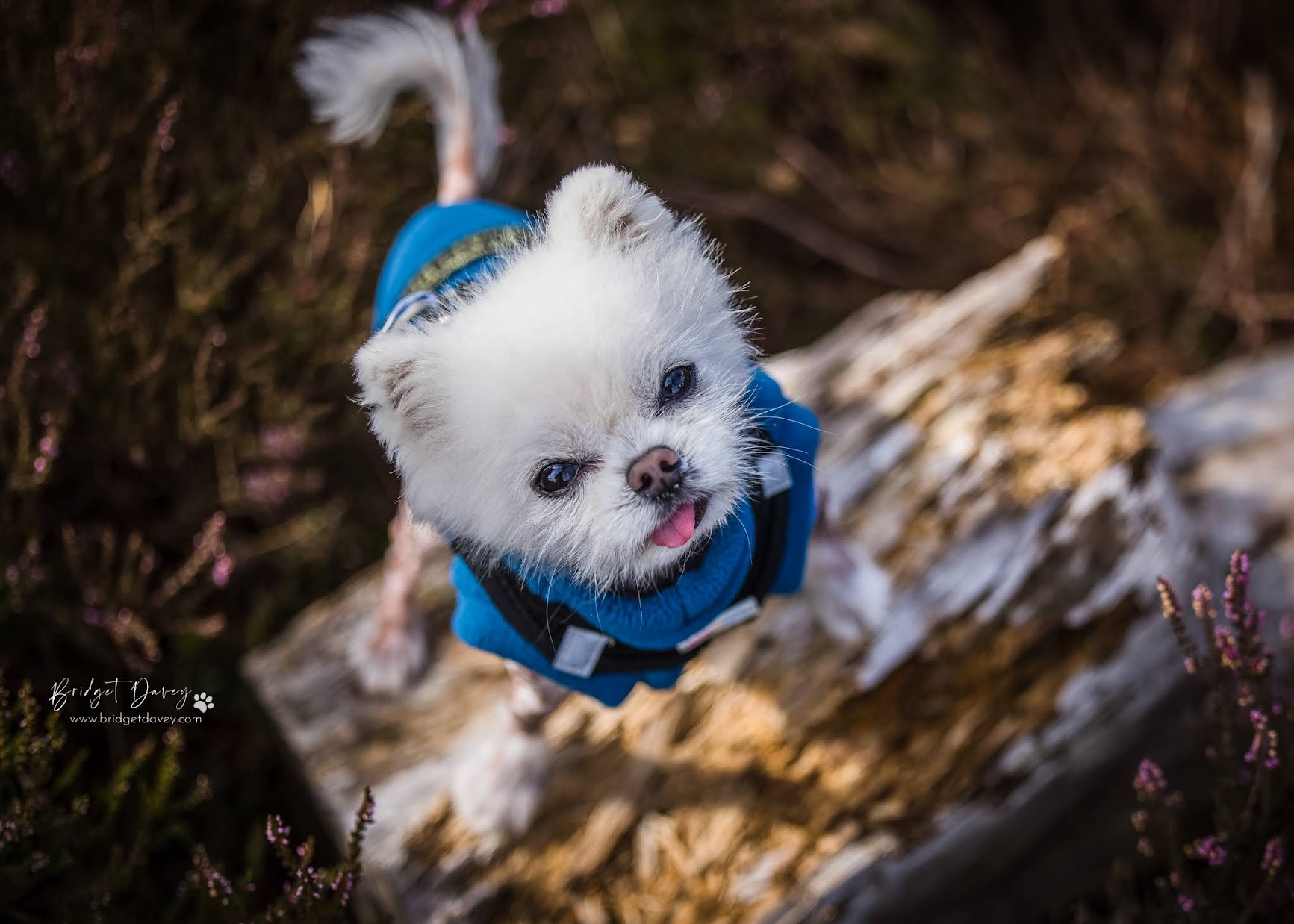 Mochi in blue